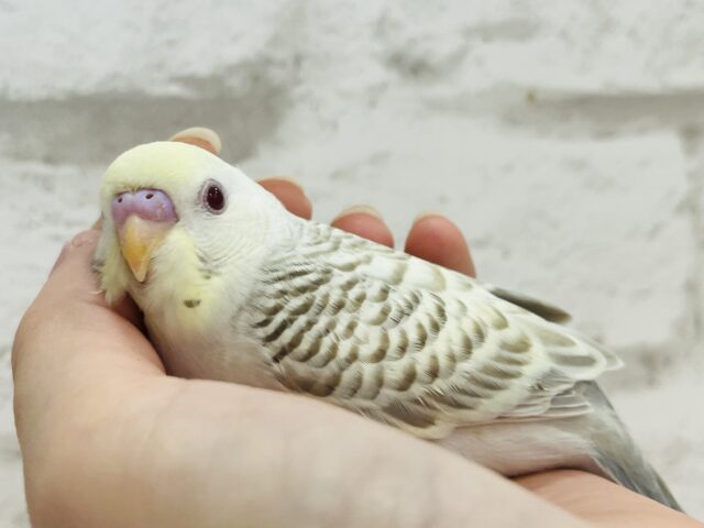 【動画更新🪄】レアカラー🫧まんまるおめめが魅力的♡セキセイインコ(ファロー) ヒナ セキセイインコ