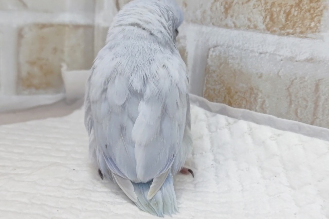 🌟最新画像🌟 この青色がたまらない~🫐 マメルリハインコ(コバルトダイリュート)男の子 マメルリハ