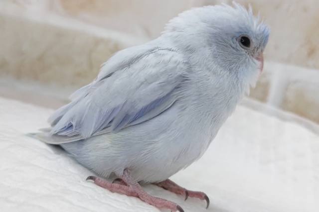 🌟最新画像🌟 この青色がたまらない~🫐 マメルリハインコ(コバルトダイリュート)男の子 マメルリハ
