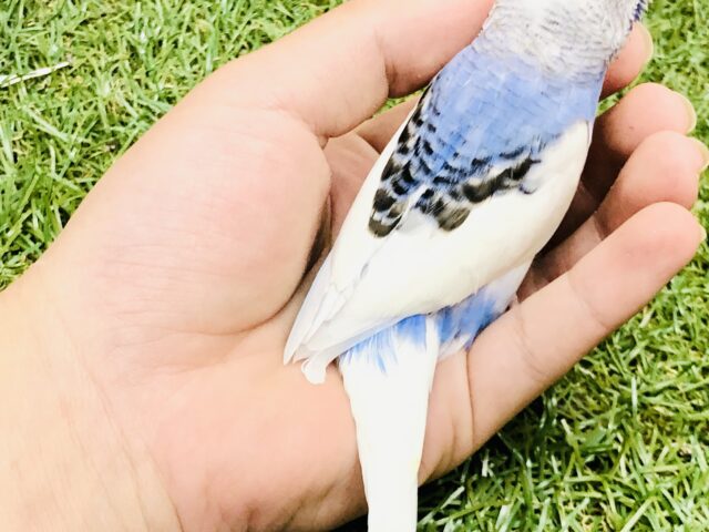 【最新画像更新☆☆】シャキーンとアピール上手☆ セキセイインコ セキセイインコ