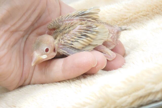 【最新画像更新🪄】かまって欲しいとき~鳴き方は「キュル、キュル―」 シナモン文鳥~~ シナモン文鳥