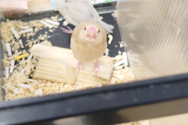 シナモン文鳥