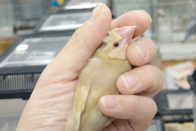 シナモン文鳥