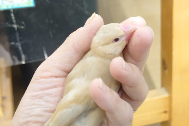 シナモン文鳥