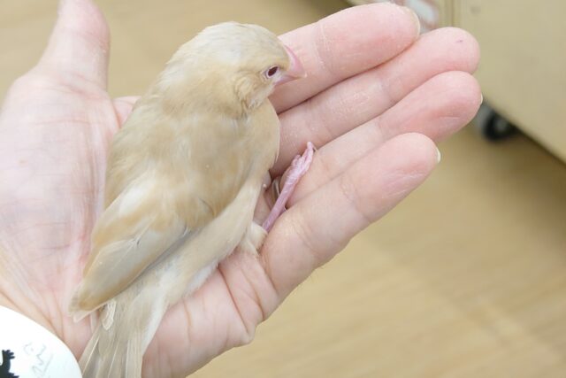 シナモン文鳥