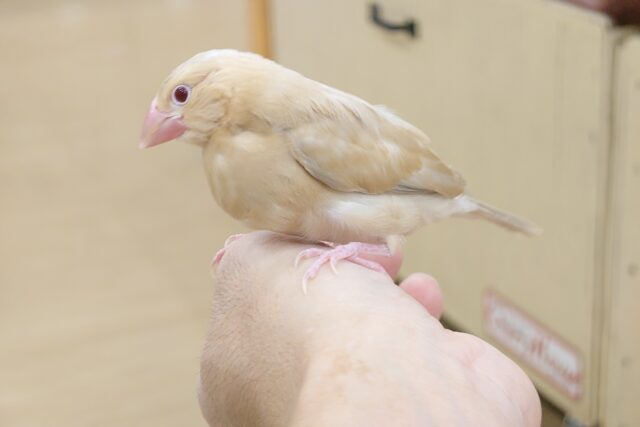 シナモン文鳥