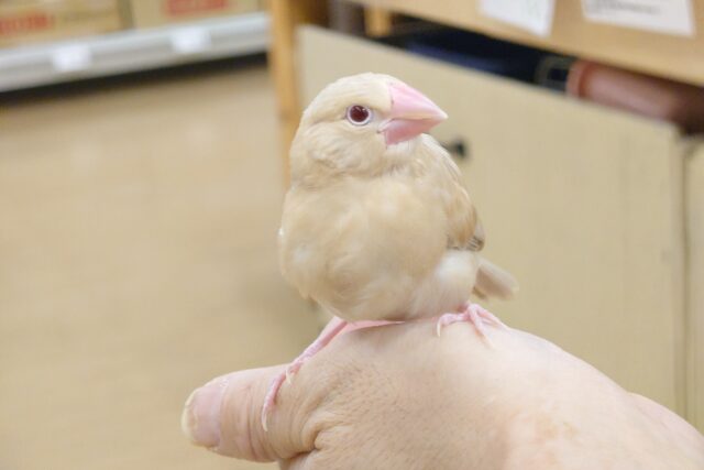 シナモン文鳥