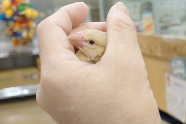 シナモン文鳥