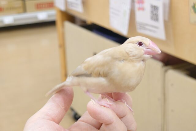 【最新画像更新🪄】かまって欲しいとき~鳴き方は「キュル、キュル―」 シナモン文鳥~~ シナモン文鳥