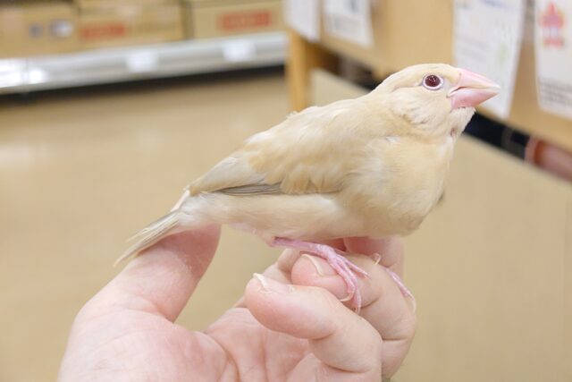 シナモン文鳥