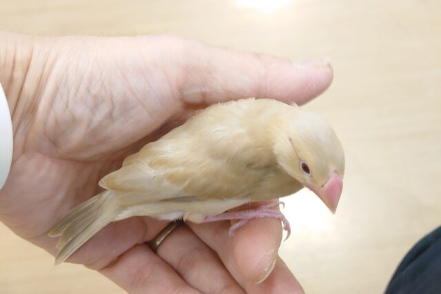 シナモン文鳥