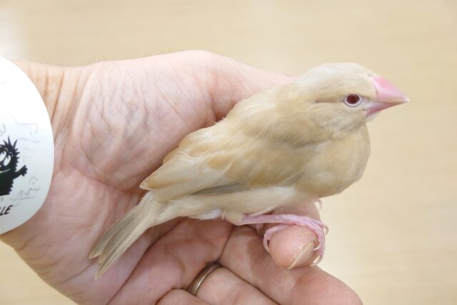 シナモン文鳥