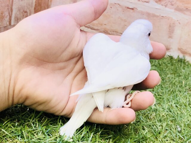 ぴったりな季節が近づいてきた?? セキセイインコ セキセイインコ
