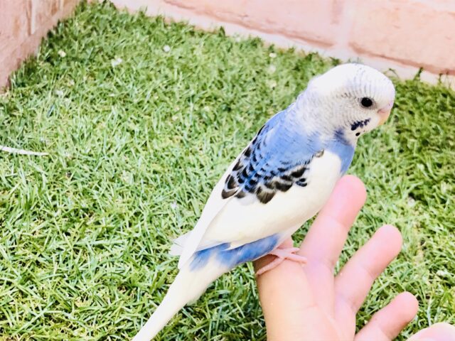 【最新画像更新☆☆】シャキーンとアピール上手☆ セキセイインコ セキセイインコ