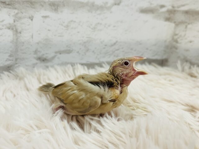 【最新画像更新🪄】かまって欲しいとき~鳴き方は「キュル、キュル―」 シナモン文鳥~~ シナモン文鳥
