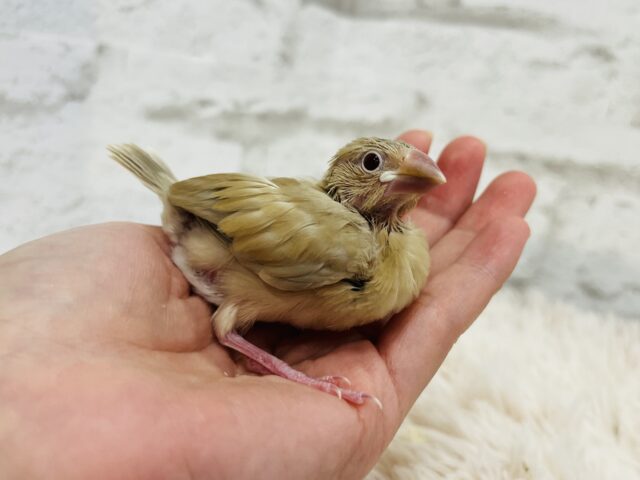 【最新画像更新🪄】かまって欲しいとき~鳴き方は「キュル、キュル―」 シナモン文鳥~~ シナモン文鳥