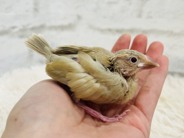 【最新画像更新🪄】かまって欲しいとき~鳴き方は「キュル、キュル―」 シナモン文鳥~~ シナモン文鳥