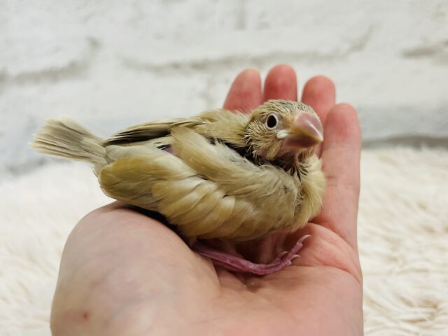 【最新画像更新🪄】かまって欲しいとき~鳴き方は「キュル、キュル―」 シナモン文鳥~~ シナモン文鳥