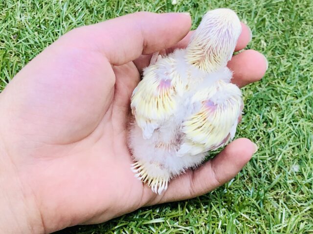 【最新画像更新☆☆】クリ〜ミ〜なカラーがやってきました〜 コザクラインコ コザクラインコ(小桜インコ)