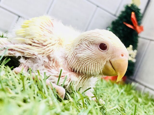 コザクラインコ（小桜インコ）