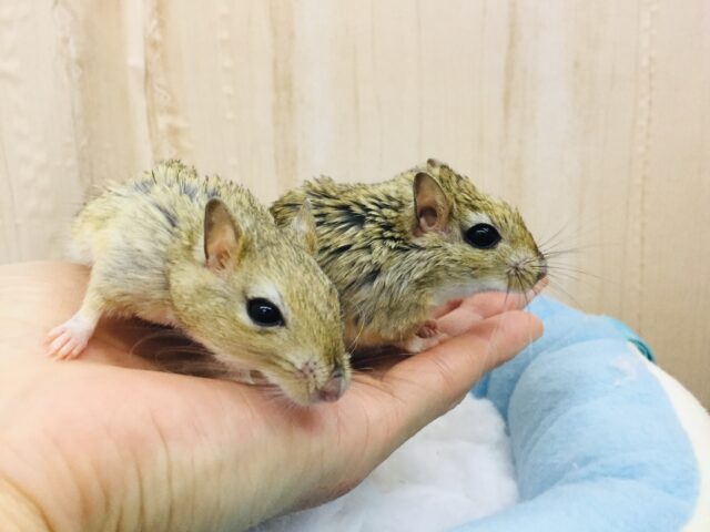 あと1匹です❤とっても仲良し❤️ジャイアントジャービル 男の子 ジャイアントジャービル(オオスナネズミ)