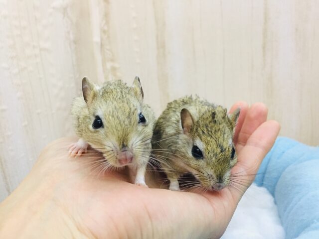 あと1匹です❤とっても仲良し❤️ジャイアントジャービル 男の子 ジャイアントジャービル(オオスナネズミ)