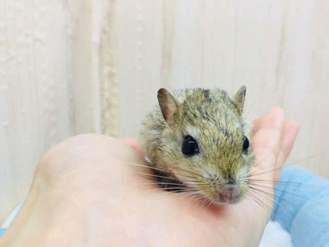 あと1匹です❤とっても仲良し❤️ジャイアントジャービル 男の子 ジャイアントジャービル(オオスナネズミ)