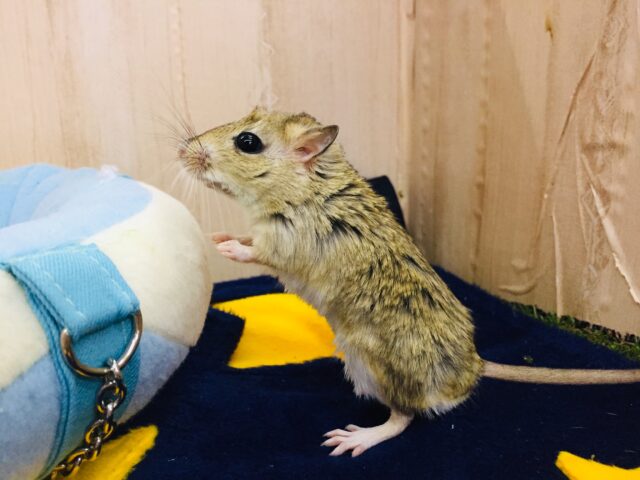 あと1匹です❤とっても仲良し❤️ジャイアントジャービル 男の子 ジャイアントジャービル(オオスナネズミ)