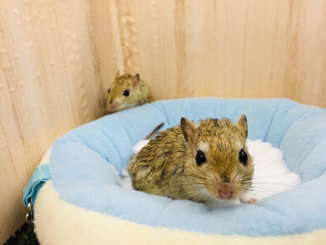 あと1匹です❤とっても仲良し❤️ジャイアントジャービル 男の子 ジャイアントジャービル(オオスナネズミ)