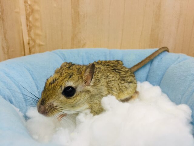 あと1匹です❤とっても仲良し❤️ジャイアントジャービル 男の子 ジャイアントジャービル(オオスナネズミ)
