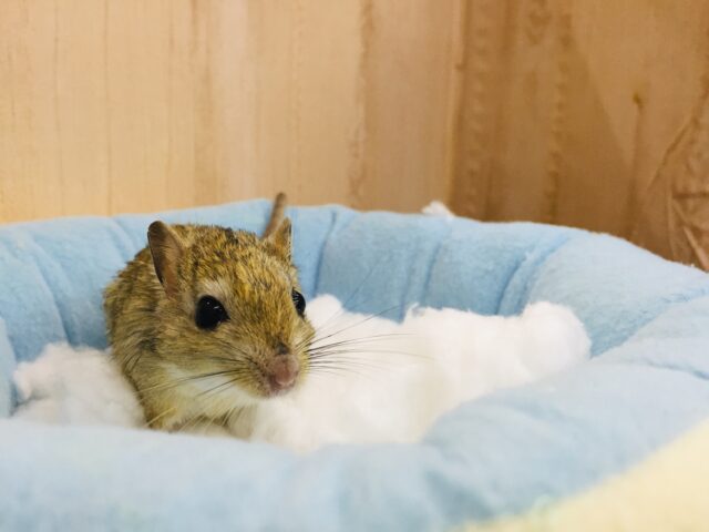 あと1匹です❤とっても仲良し❤️ジャイアントジャービル 男の子 ジャイアントジャービル(オオスナネズミ)