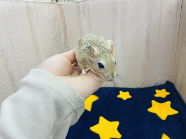 ジャイアントジャービル（オオスナネズミ）