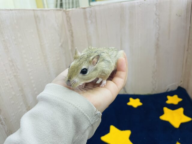 ジャイアントジャービル（オオスナネズミ）