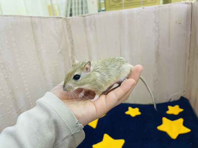ジャイアントジャービル（オオスナネズミ）