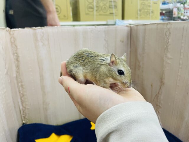 ジャイアントジャービル（オオスナネズミ）