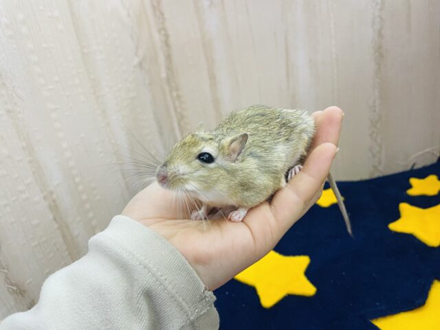 ジャイアントジャービル（オオスナネズミ）