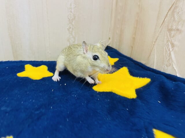 ジャイアントジャービル（オオスナネズミ）
