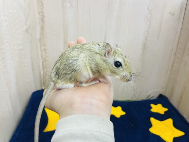 ジャイアントジャービル（オオスナネズミ）