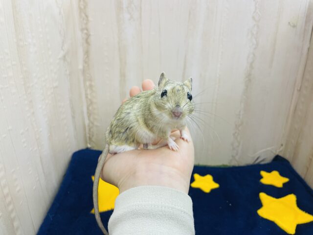 あと1匹です❤とっても仲良し❤️ジャイアントジャービル 男の子 ジャイアントジャービル(オオスナネズミ)