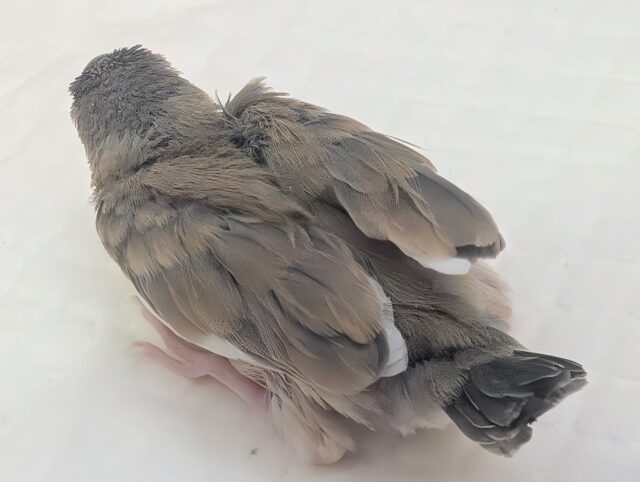 🌟最新画像🌟 すくすくと桜が咲きますよ~🌸 桜文鳥🐣 桜文鳥