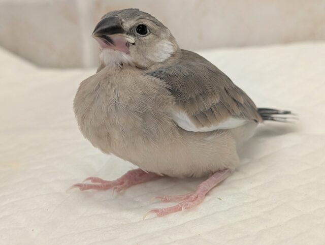 桜文鳥
