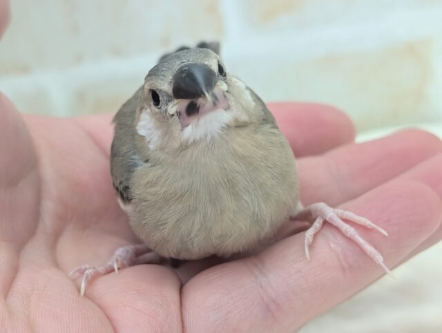 桜文鳥