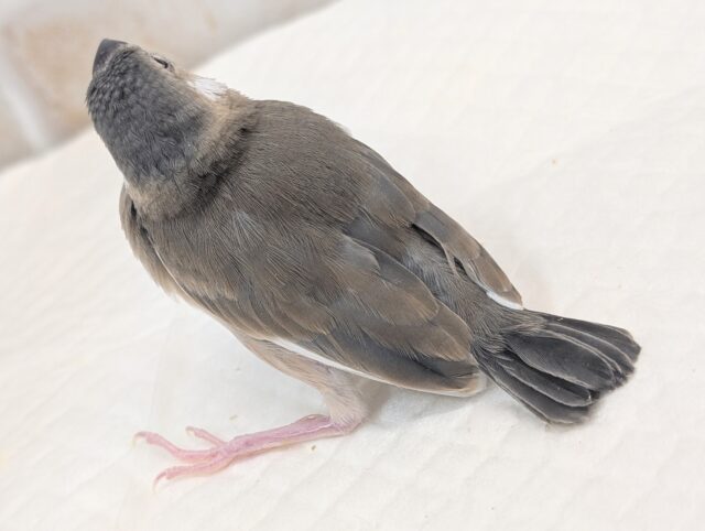 桜文鳥