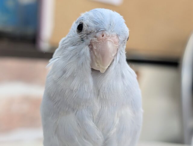マメルリハ