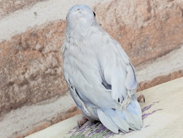 🌟最新画像🌟 この青色がたまらない~🫐 マメルリハインコ(コバルトダイリュート)男の子 マメルリハ