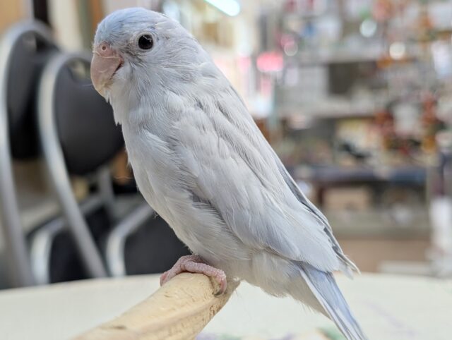 マメルリハ