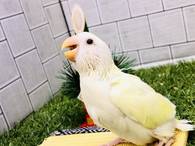 コザクラインコ（小桜インコ）