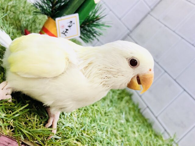 コザクラインコ（小桜インコ）