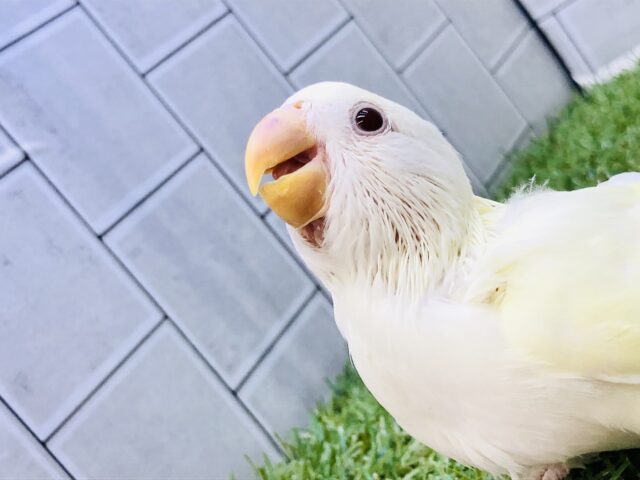 コザクラインコ（小桜インコ）