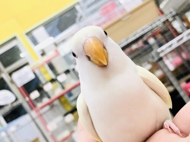コザクラインコ（小桜インコ）